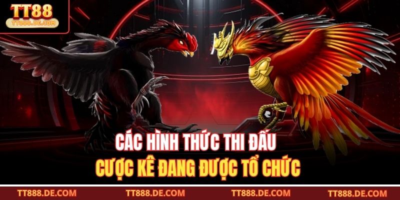 Các hình thức thi đấu cược kê đang được tổ chức